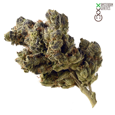 Amsterdam Genetics - Blue Magic